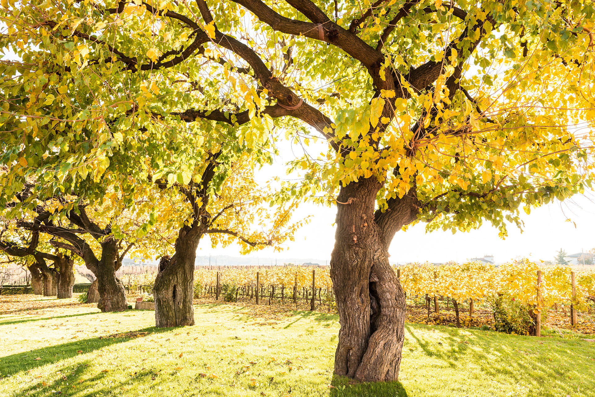 Gelsie e vigneti lugana tenuta s.cristina f.radino